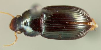 Media type: image;   Entomology 22026 Aspect: habitus dorsal view